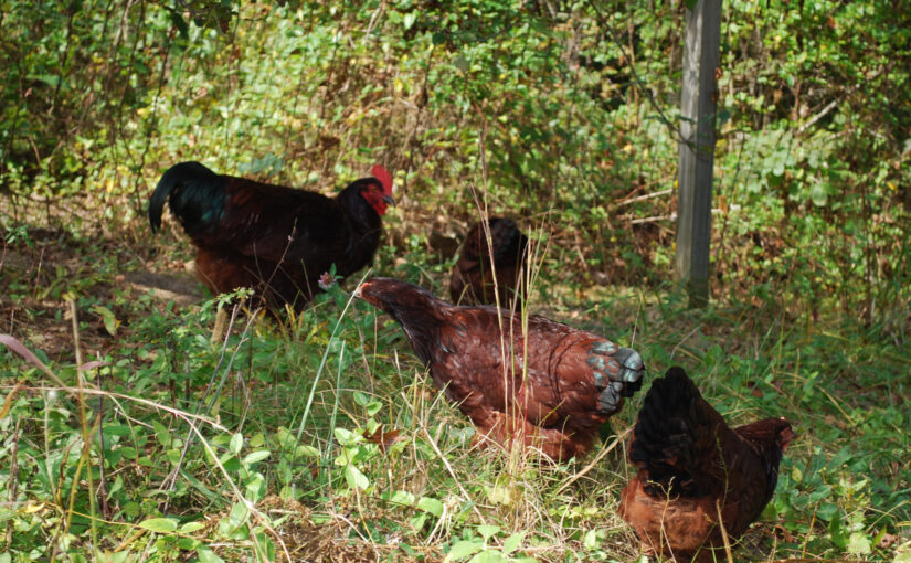 best-wild-edible-for-chickens